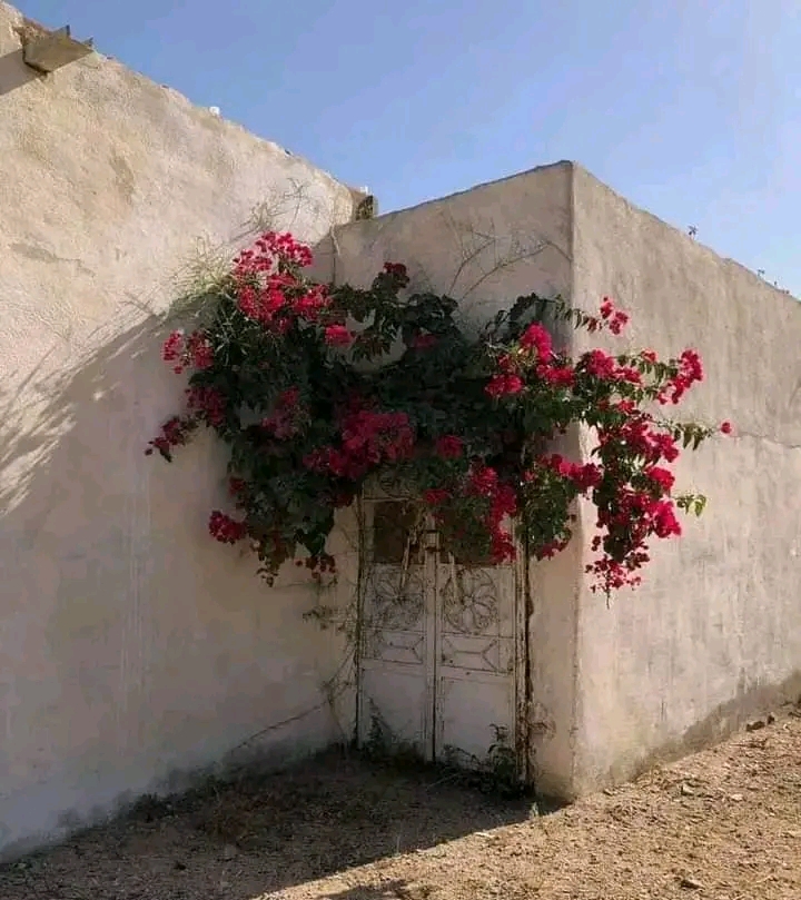 Flowers 4